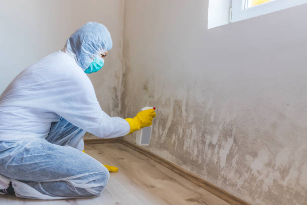 Licensed Basement Mold Remediation service in Watsontown, PA - WQB Mold Removal